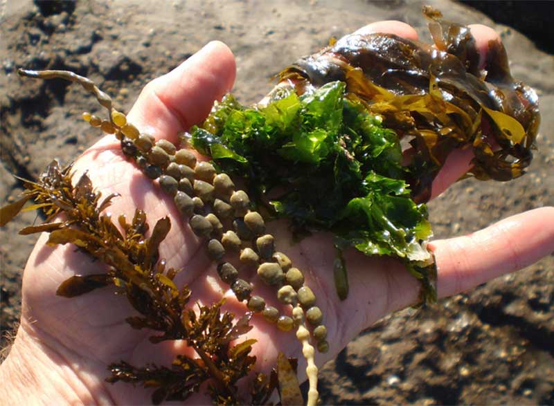 products you didnt realize that seaweed in them
