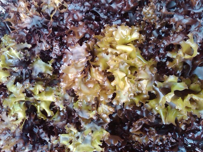Carrageen Moss Natural Wild Irish Seaweed Organic Irish Seaweed