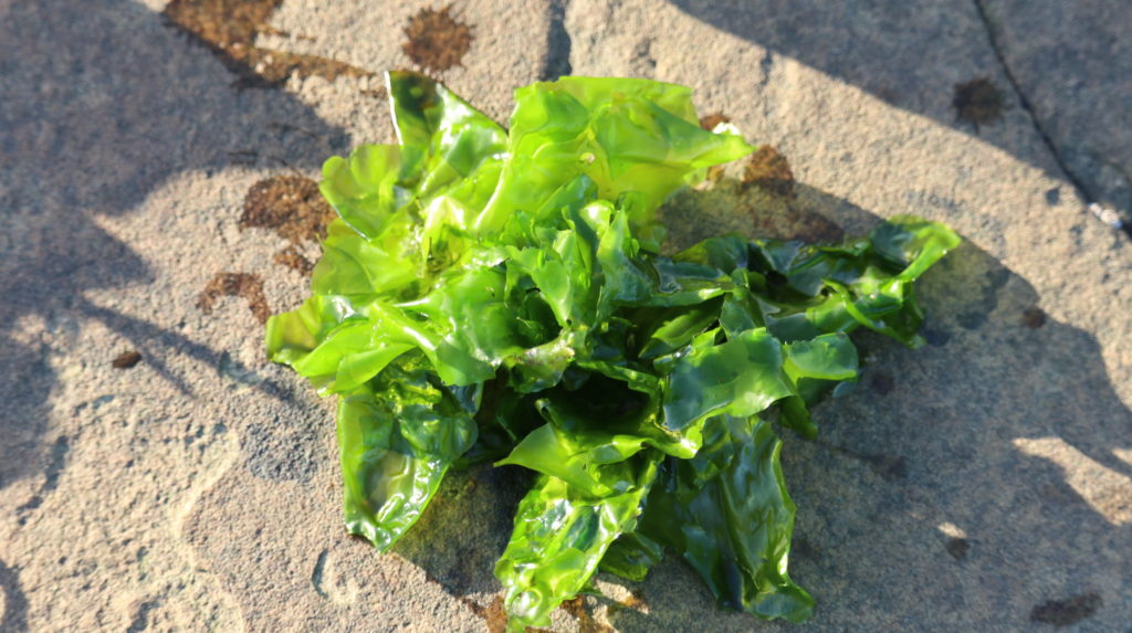 seaweed and weightloss