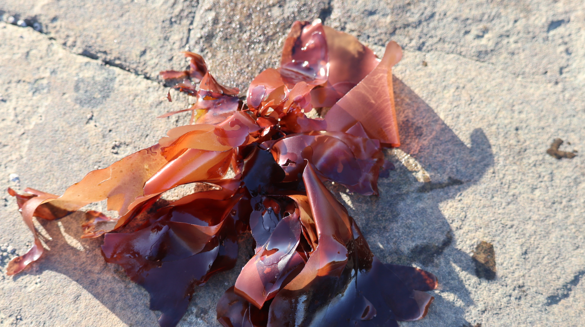 Dulse Wild Irish Seaweed Organic Irish Seaweed Products